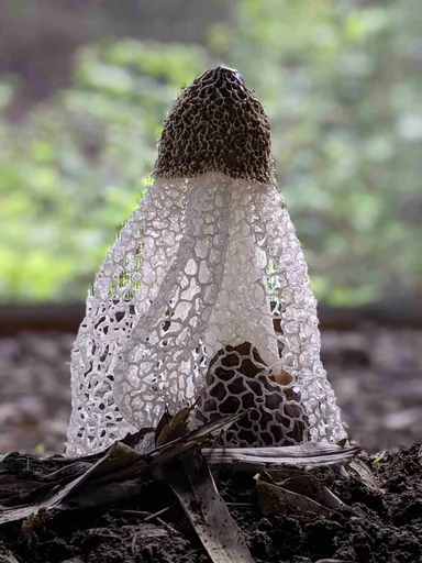 キノコの女王と称せられる希少なキヌガサタケ