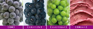 旬のぶどう直売とジェラート専門店の巨峰ソルベ