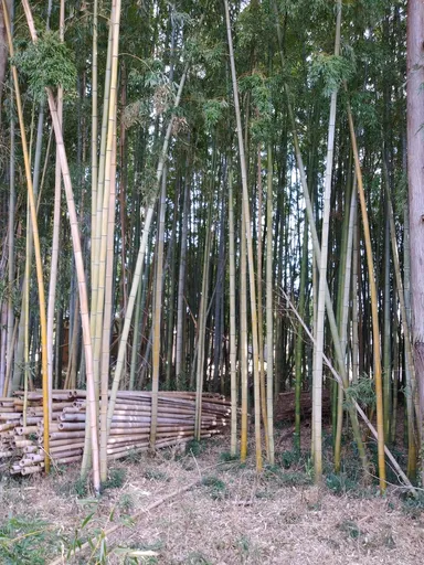 管理された竹林