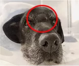鼻のがん(赤丸部分)を患った犬
