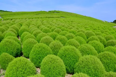 ▲国営ひたち海浜公園提供
