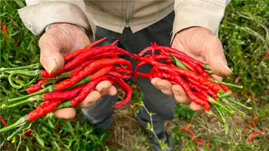あじめこしょう唐辛子(2)