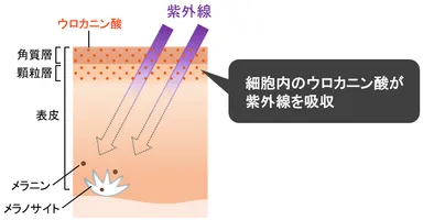 図1　ウロカニン酸について