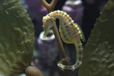 ポットベリーシーホース