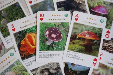 ハート：秋に見られるきのこ