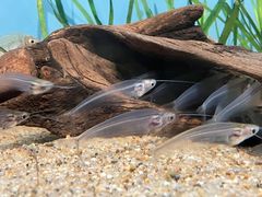 img_369459_3.jpg