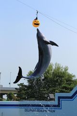 img_369459_4.jpg