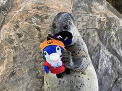 img_369459_5.png