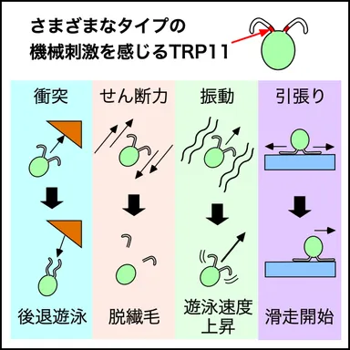 図.繊毛はさまざまなタイプの機械刺激を感じ、タイプに応じた反応をする