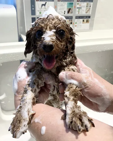 マイクロクリーミー泡シャンプーの泡を載せるプードル