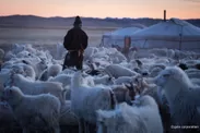 モンゴルの責任ある遊牧民