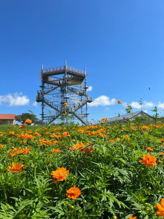 ソレイユの丘に今年も実りの秋がやってきた！
「ソレイユの丘2023　秋の大収穫祭」を
10月9日（月・祝）から開催。
食欲、芸術、スポーツ、さまざまな秋が大集合！