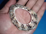 オオツタノハ製の貝輪