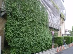 榎町特別出張所のみどりのカーテン