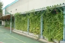 大久保小学校のみどりのカーテン