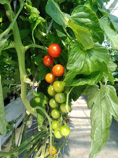 徹底管理で元気に育っています！