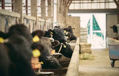 世界農業遺産認定「但馬牛」