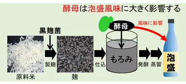 泡盛風味へ酵母の影響と現状