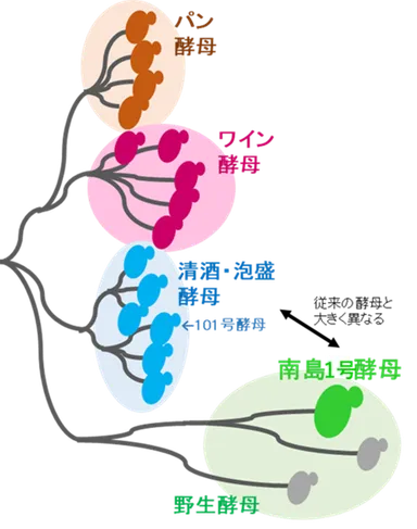 南島1号酵母の採取と特徴