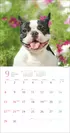 気まぐれ鼻ペチャ犬カレンダー2