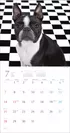 気まぐれ鼻ペチャ犬カレンダー3