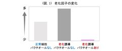 (図. 1) 老化因子の変化