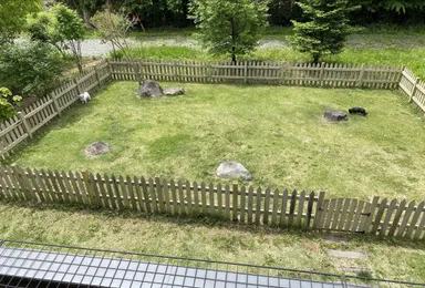 保護犬たちは、広い敷地内でのびのび暮らしている