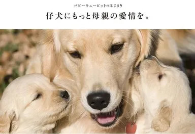 パピーキューピット