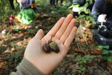 「どんぐりポット」づくり