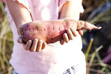 芋収穫祭イベントを開催