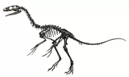 フクイベナートル新骨格復元 （前期白亜紀）