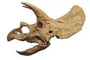 トリケラトプス頭骨（後期白亜紀）