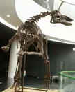 チンタオサウルス・スピノリヌス（後期白亜紀）