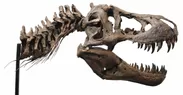 ティラノサウルスの頭骨（後期白亜紀）