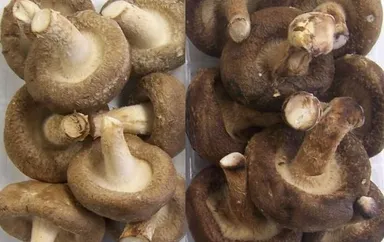 「オーラパック」を使ったしいたけ(左)と一般包装(右)との比較