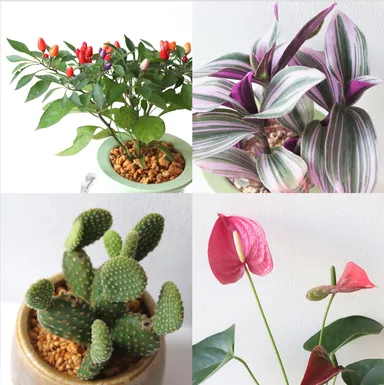 色鮮やかな観葉植物たち