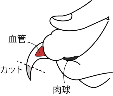 猫爪の構造