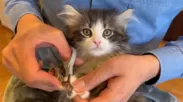 猫の爪切り作業