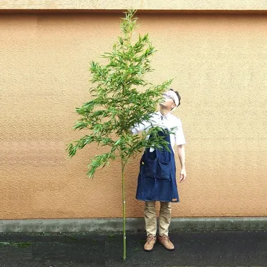 手に入りにくくなった地鎮祭用笹竹