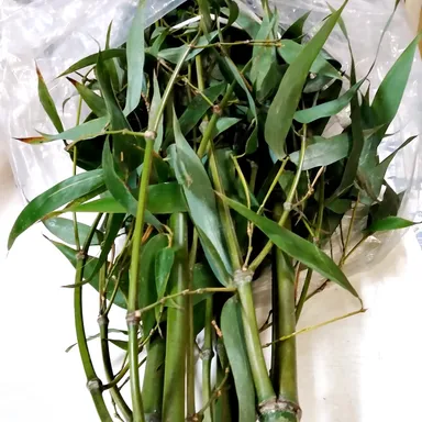 青々と茂った新鮮な笹竹