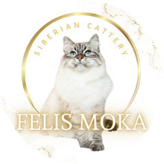 サイベリアン&ネヴァマスカレードキャッテリー【Felis Moka】