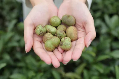 自然環境と肌、どちらにも優しい