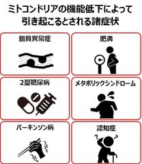 ミトコンドリアの低下によって引き起こるとされる諸症状