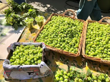 今年は1日で約4,400個のホップが収穫できた