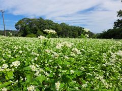 img_375808_8.jpg