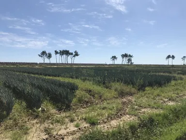 仙台市井土地区