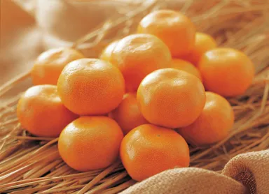 ＜九州屋＞＜ハヤシフルーツ＞みかん詰め放題