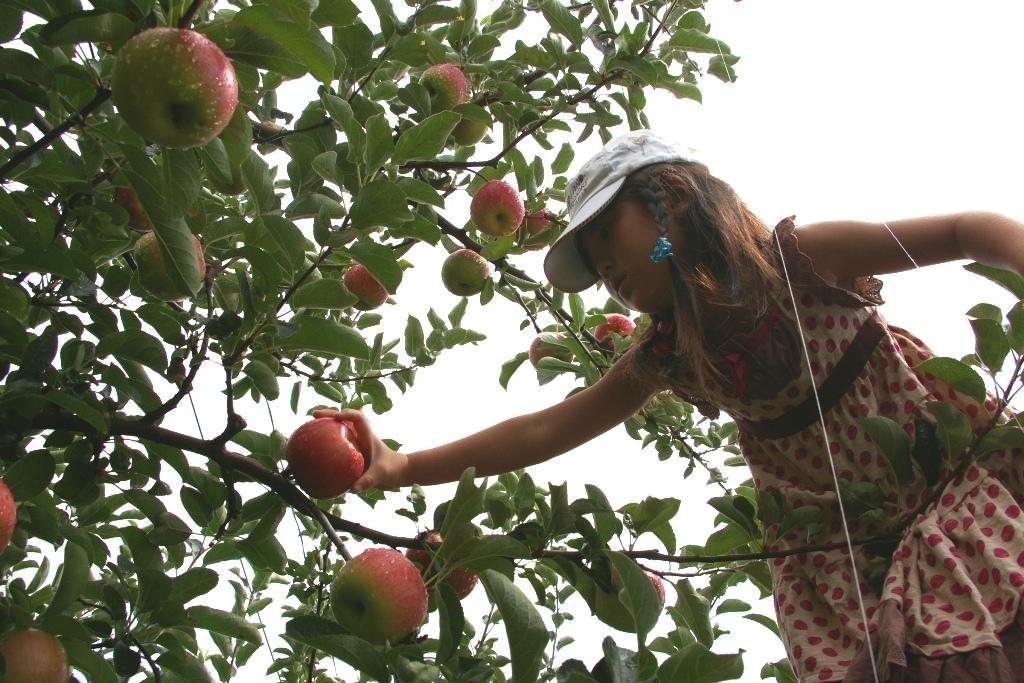 弘前市りんご公園 にて夏の甘酸っぱい 恋空 りんごの収穫体験開始 もぎたてりんごの試食も可能 弘前市のプレスリリース