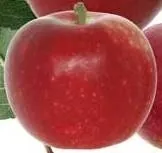 恋空(こいぞら)