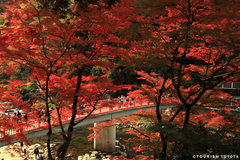 img_376785_5.png